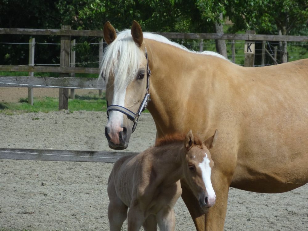 BWP dressuurpony ruin 7 years old Vos for sale - Photo 4