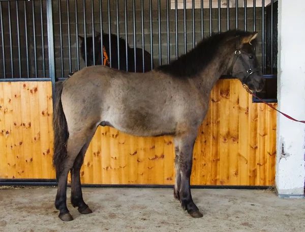 Estonian Native Horse dressage, show jumping stallion 21.06.2024 歳 Dun 売り出し中 - 写真 5