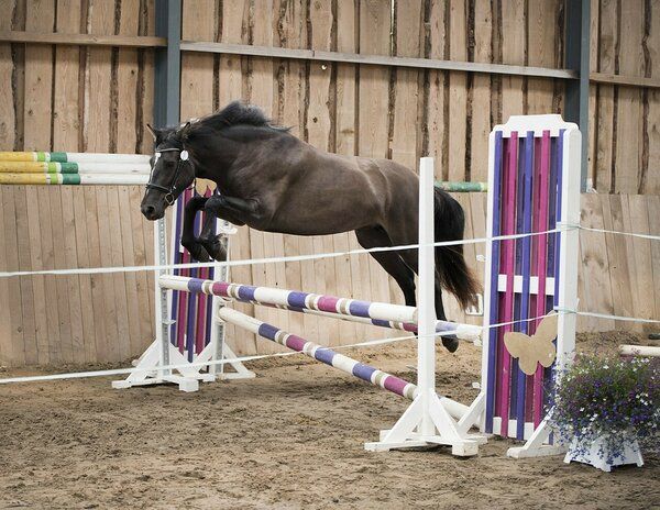 Estonian Native Horse dressage, show jumping stallion 21.06.2024 歳 Dun 売り出し中 - 写真 2