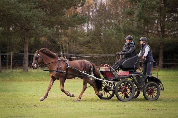Estonian Native Horse dressage, show jumping stallion 21.06.2024 歳 Dun 売り出し中 - 写真 4
