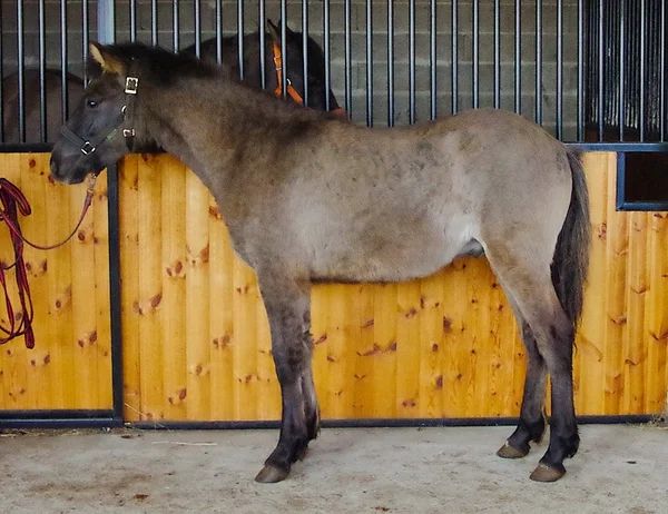 Estonian Native Horse dressage, show jumping stallion 21.06.2024 歳 Dun 売り出し中 - 写真 6