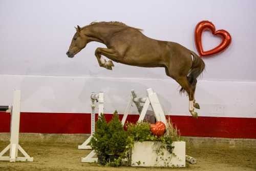 KWPN springpaard Merrie 17 jaar Bruin te koop - Foto 5