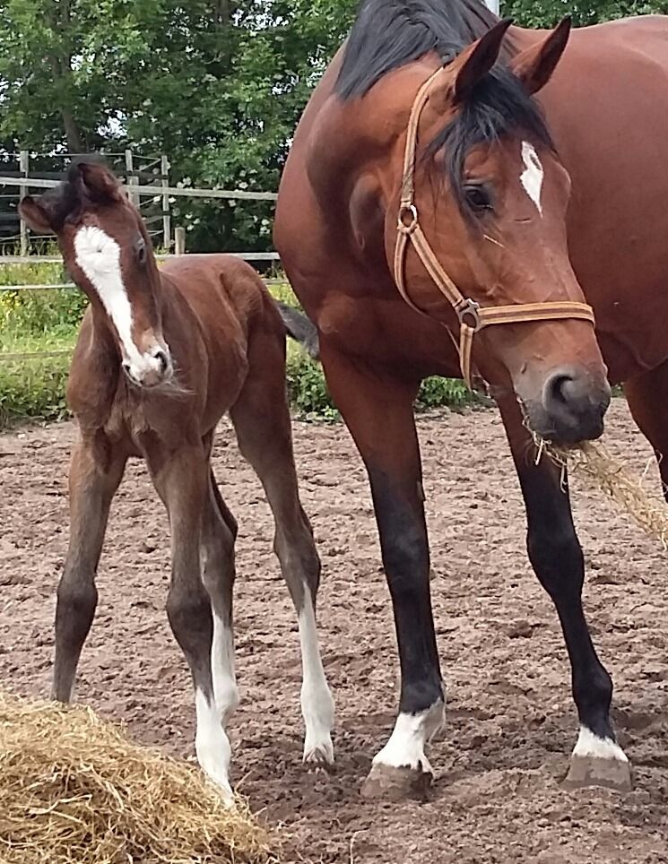 KWPN springpaard Merrie 17 jaar Bruin te koop - Foto 2