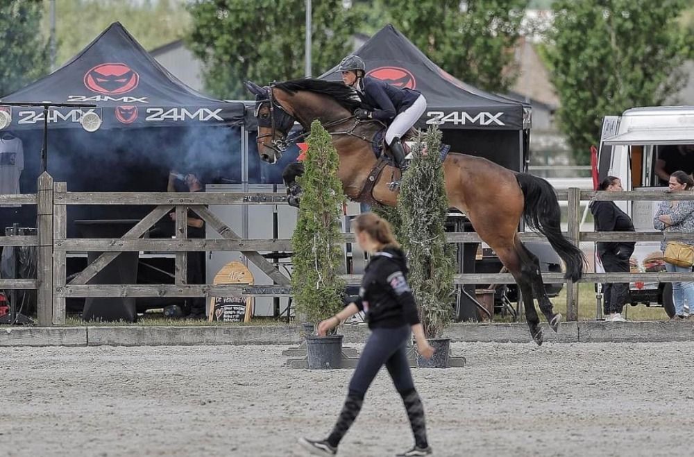 KWPN springpaard Merrie 17 jaar Bruin te koop - Foto 4