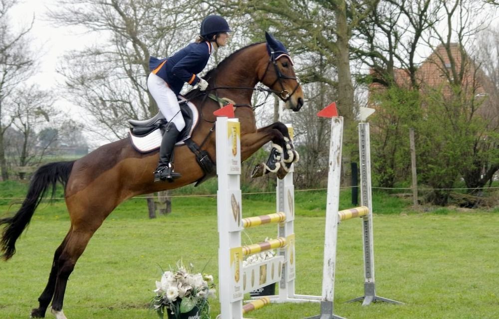 KWPN springpaard Merrie 17 jaar Bruin te koop - Foto 3