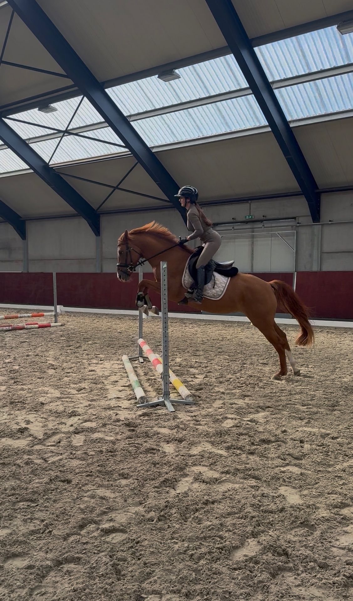 duitse-rijpony allround-pony merrie 3 år vos till salu - Foto 5