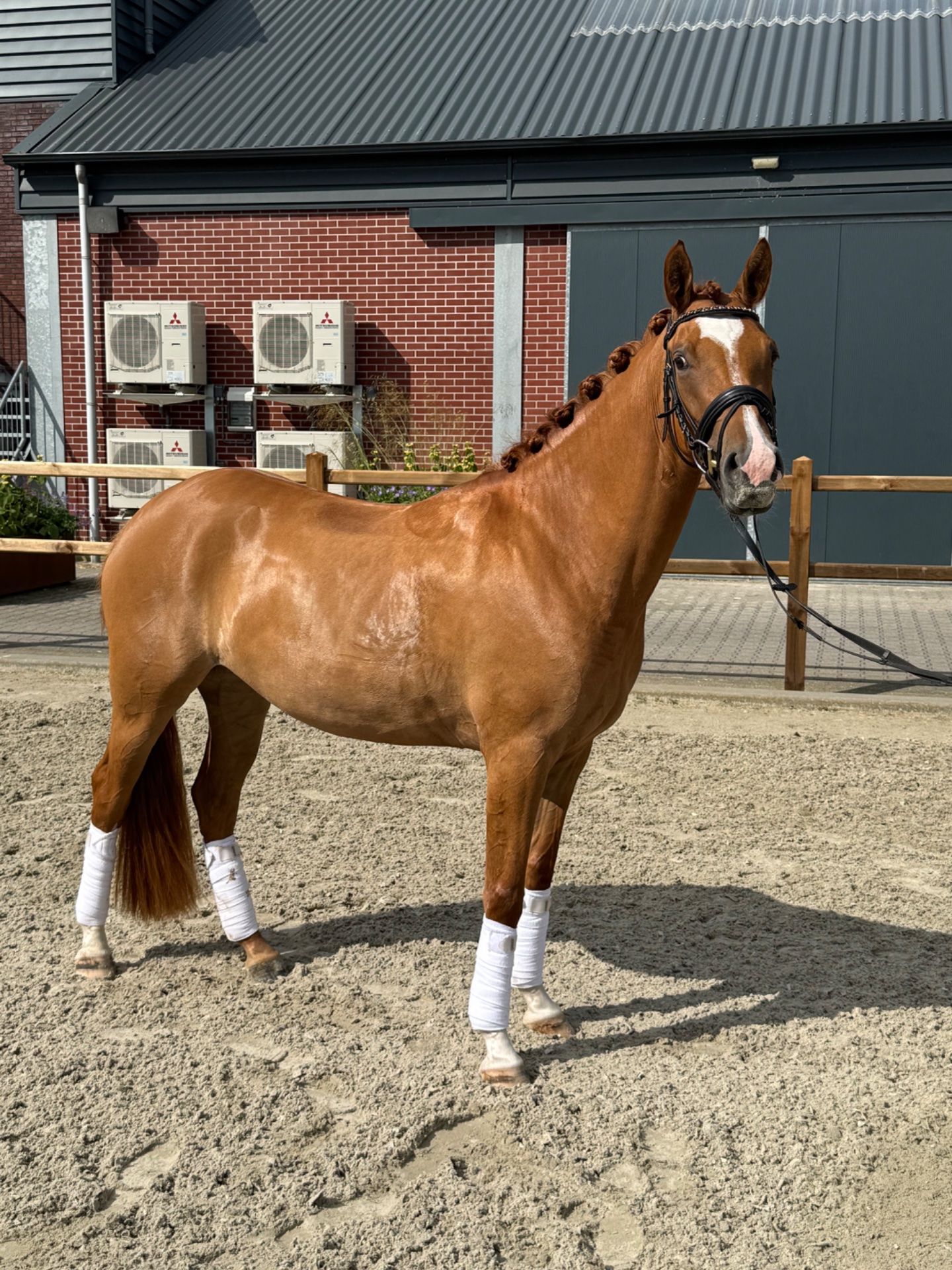 duitse-rijpony allround-pony merrie 3 år vos till salu - Foto 4
