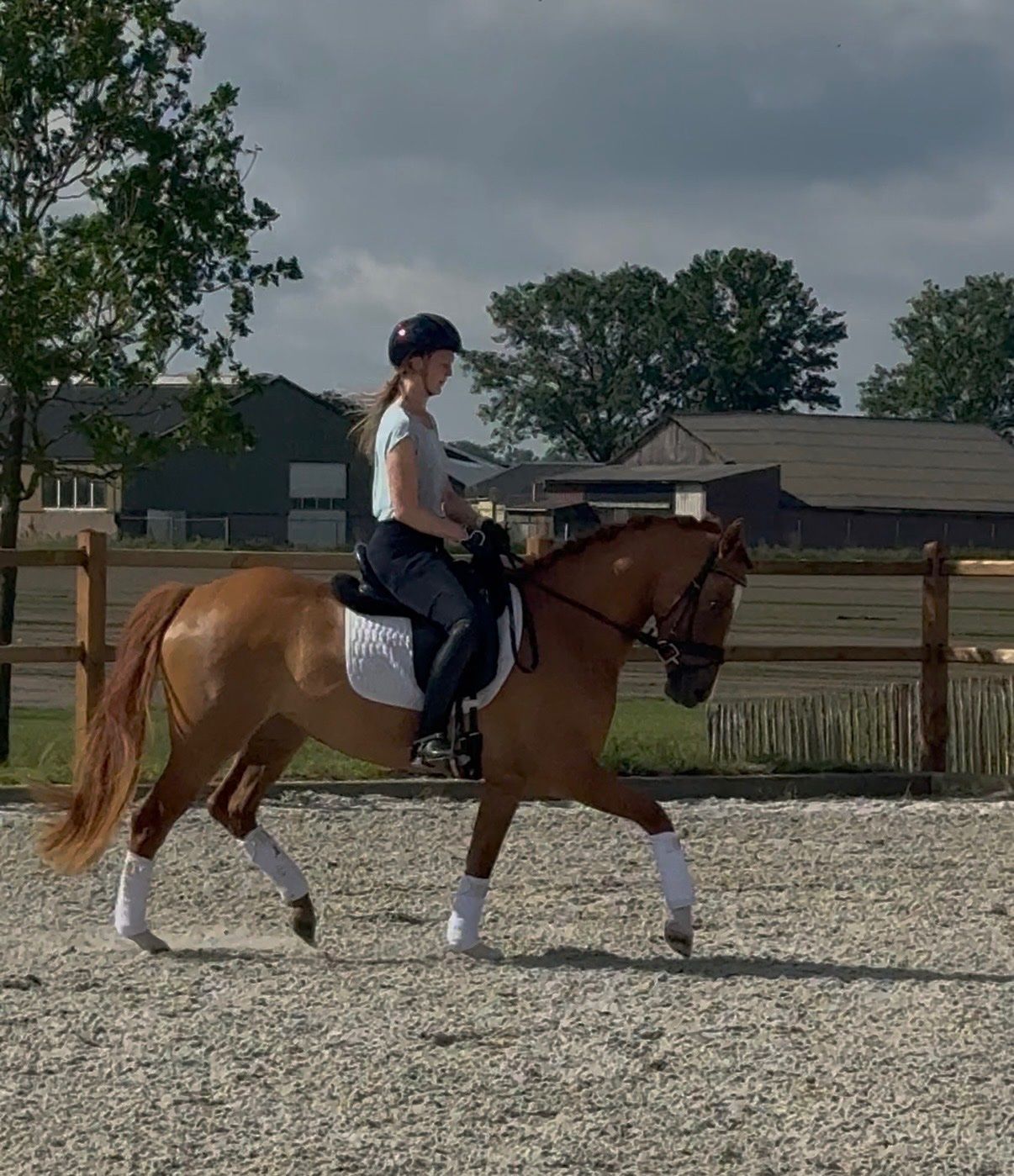 duitse-rijpony allround-pony merrie 3 år vos till salu - Foto 3