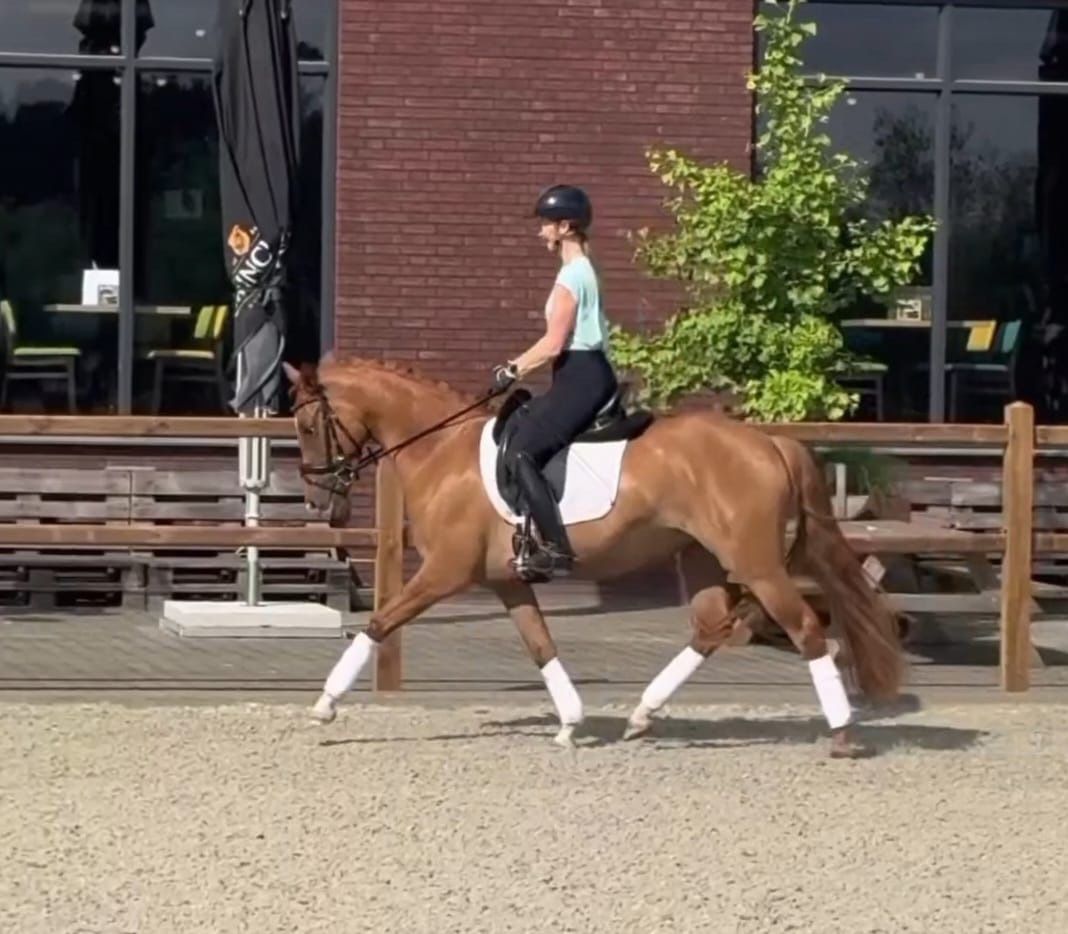 duitse-rijpony allround-pony merrie 3 år vos till salu - Foto 6