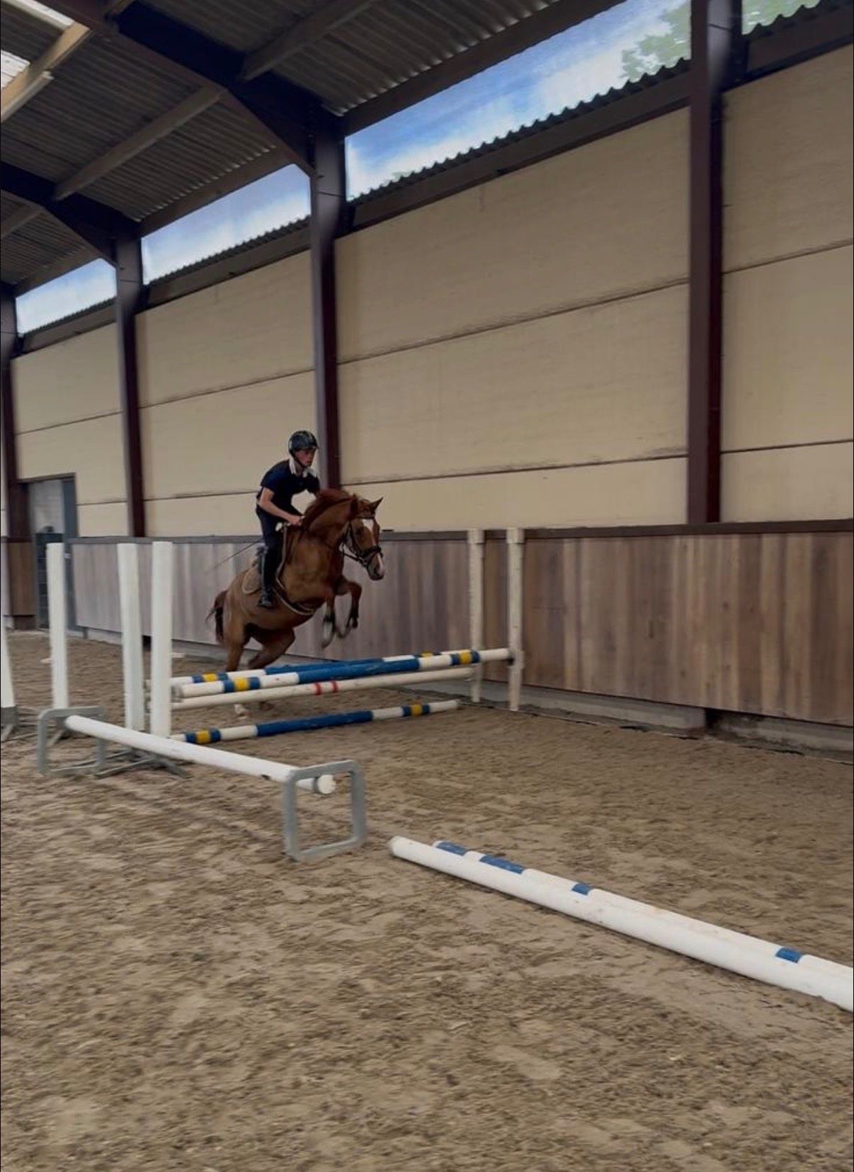 duitse-rijpony allround-pony merrie 3 år vos till salu - Foto 2