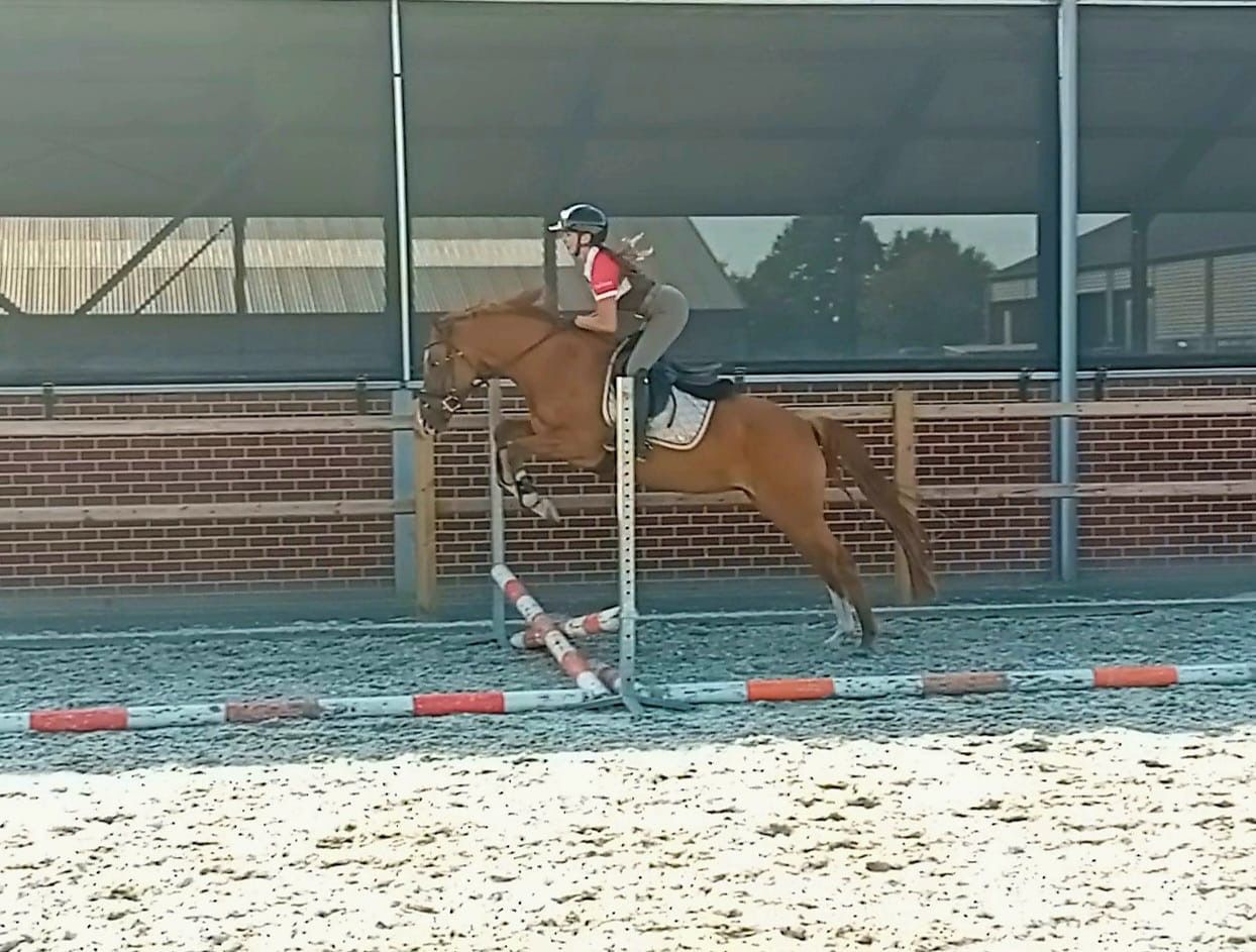 超级乖巧的 Star shine，全能小马出售，母马，3岁