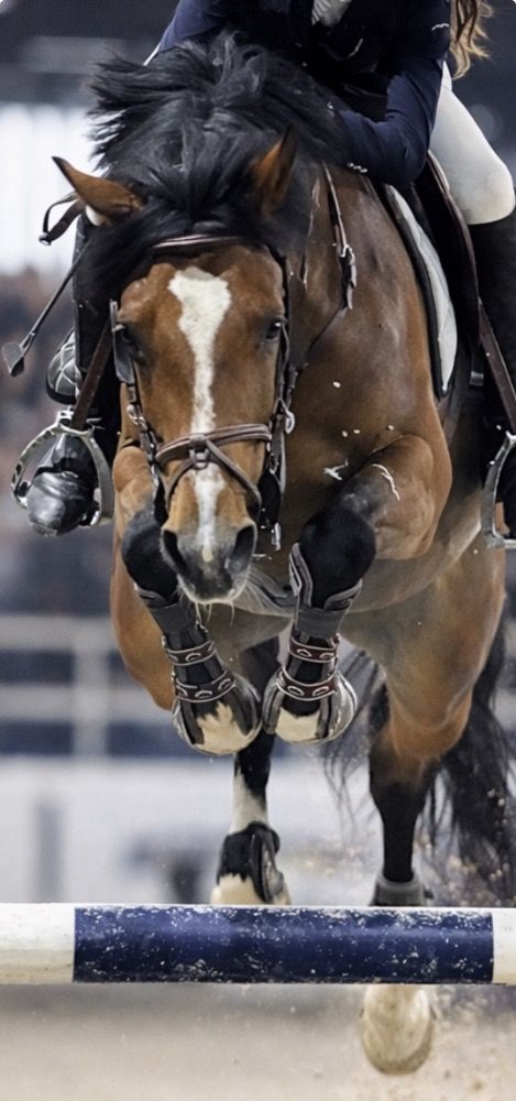 BWP springpony Hengst 5 years old Bruin for sale - Photo 2
