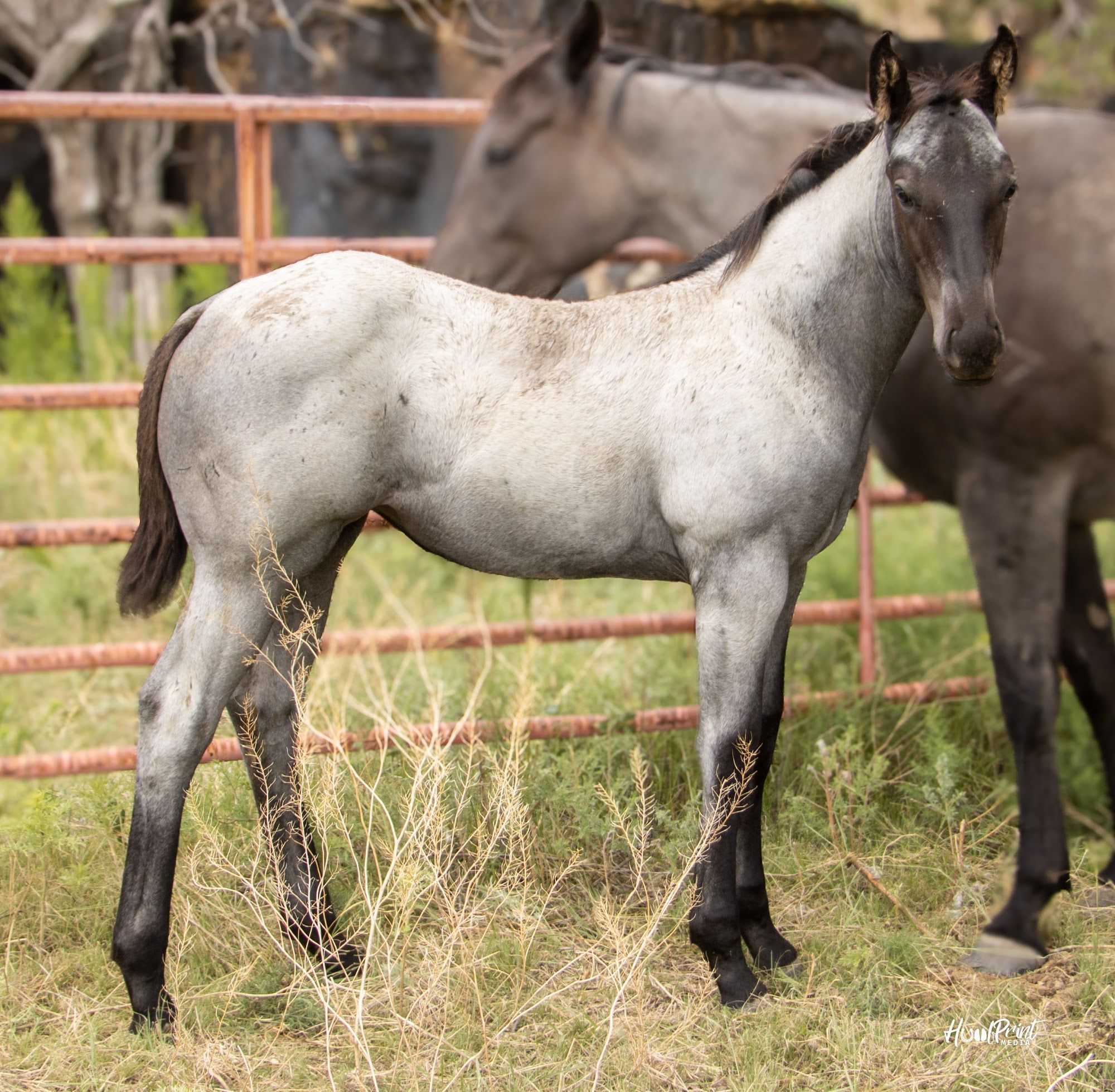 quarter-horse western-paard merrie 1 Jahre alt zu verkaufen - Foto 2