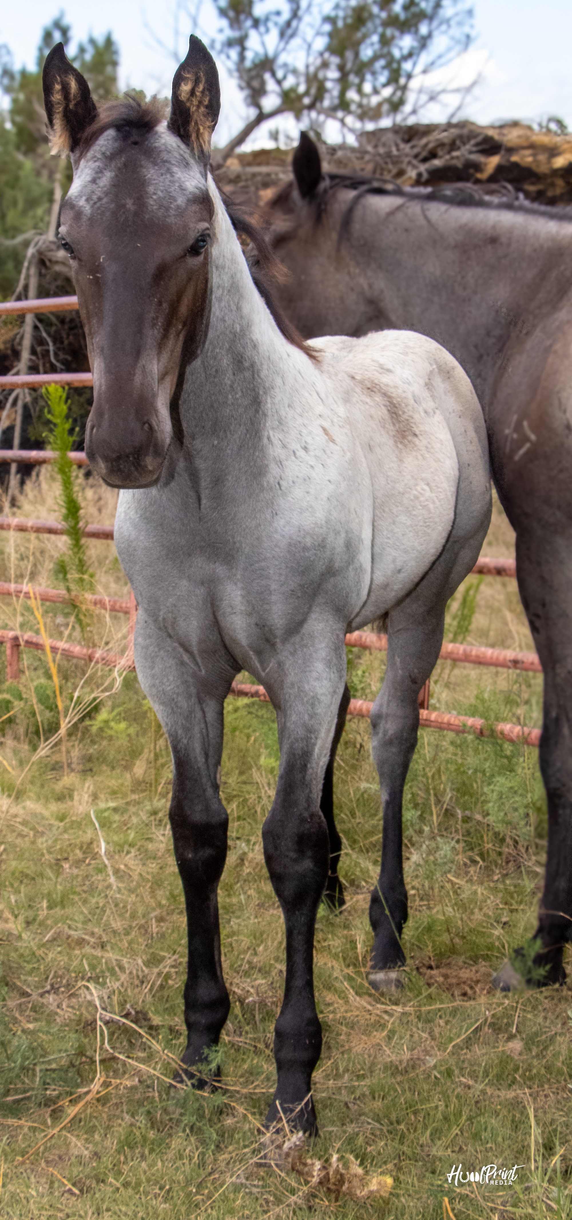 quarter-horse western-paard merrie 1 Jahre alt zu verkaufen - Foto 3