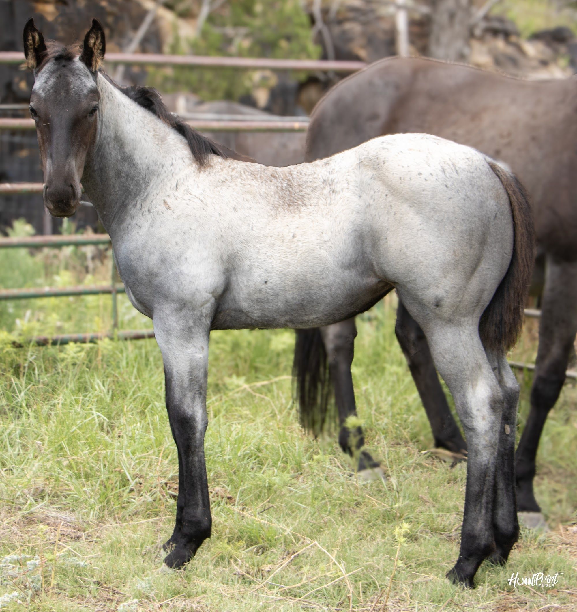 quarter-horse western-paard merrie 1 Jahre alt zu verkaufen - Foto 4