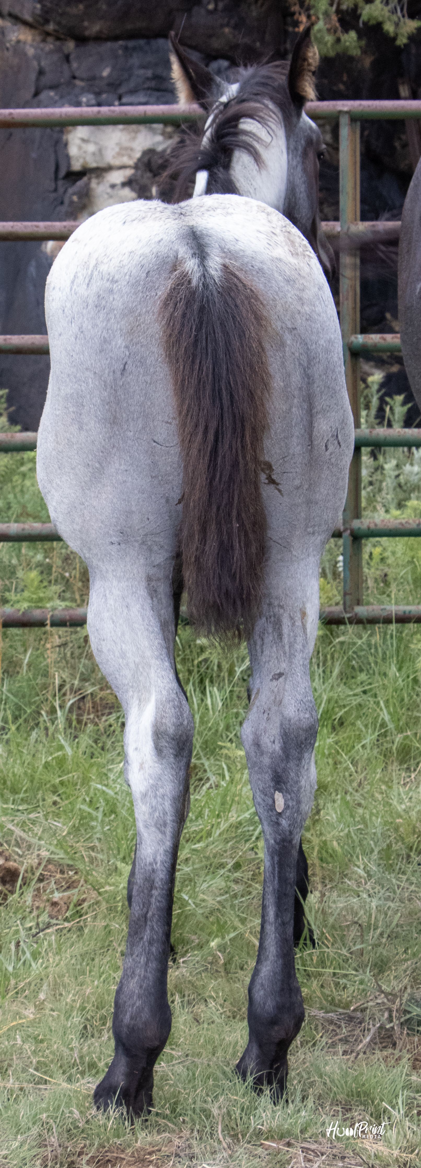 quarter-horse western-paard merrie 1 Jahre alt zu verkaufen - Foto 5
