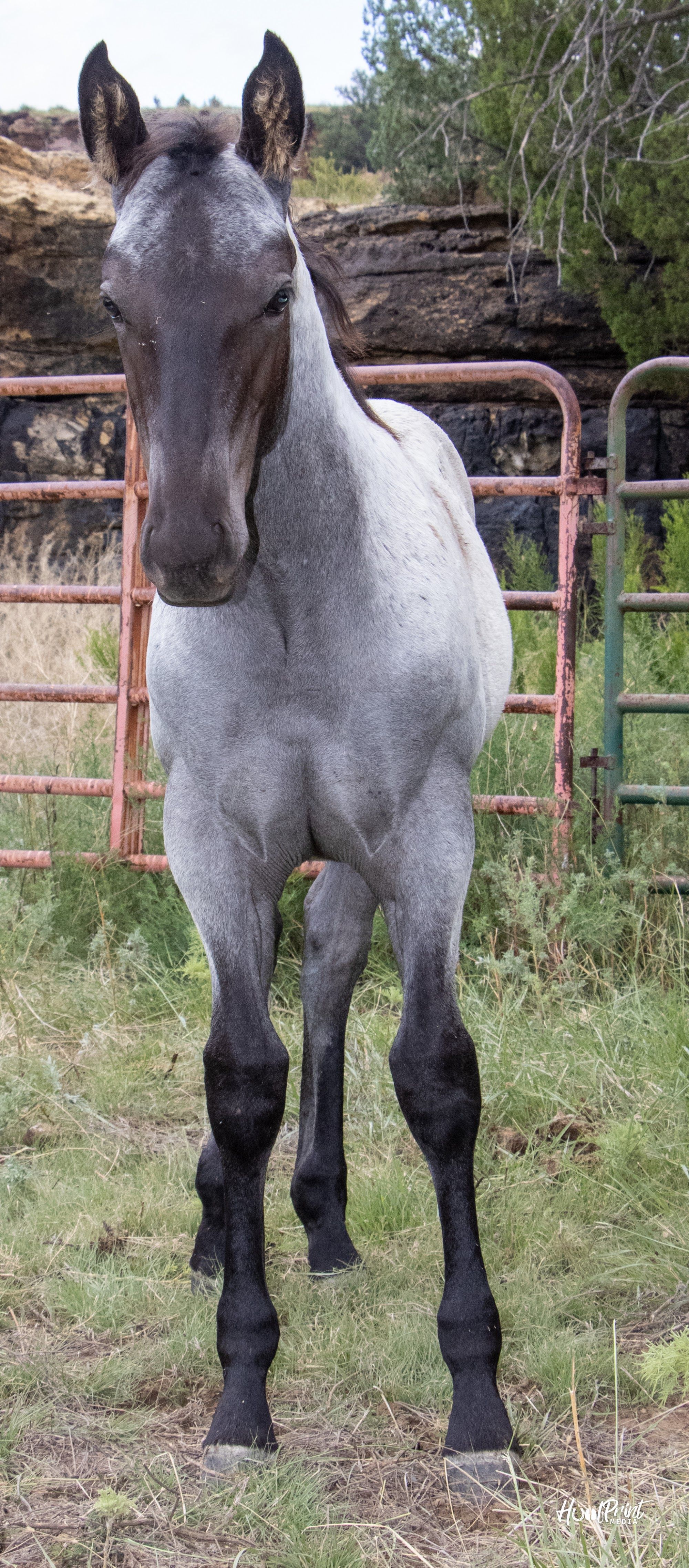 quarter-horse western-paard merrie 1 Jahre alt zu verkaufen - Foto 6