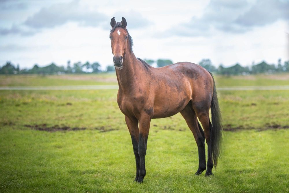KWPN dressuurpaard 3 jaar Bruin te koop - Foto 2