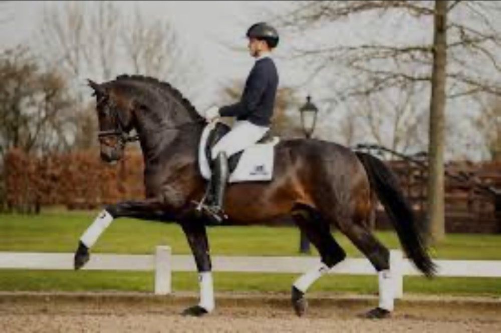 KWPN dressuurpaard 3 jaar Bruin te koop - Foto 5