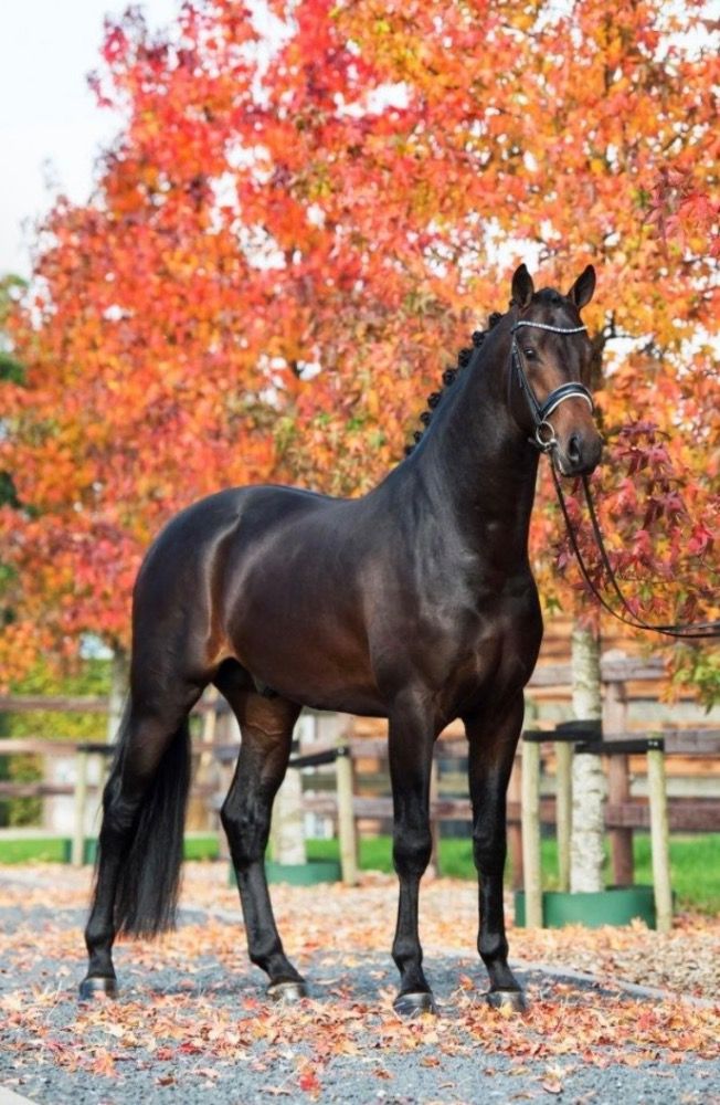 KWPN dressuurpaard 3 jaar Bruin te koop - Foto 4