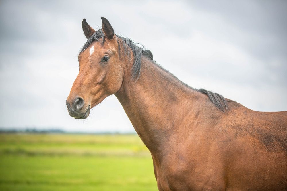 KWPN dressuurpaard 3 jaar Bruin te koop - Hoofdfoto