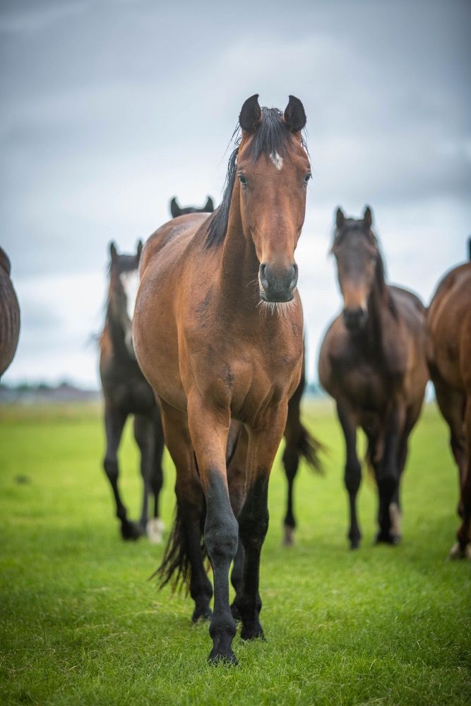 KWPN dressuurpaard 3 jaar Bruin te koop - Foto 3