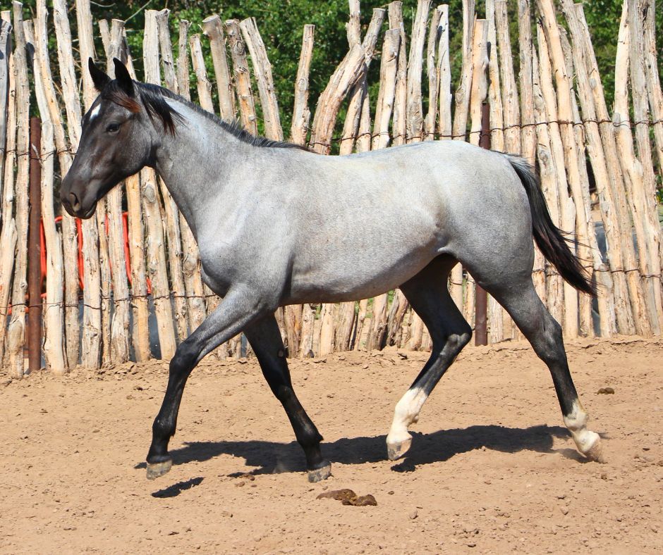 quarter-horse western-paard merrie 3 jaar roan te koop - Foto 2
