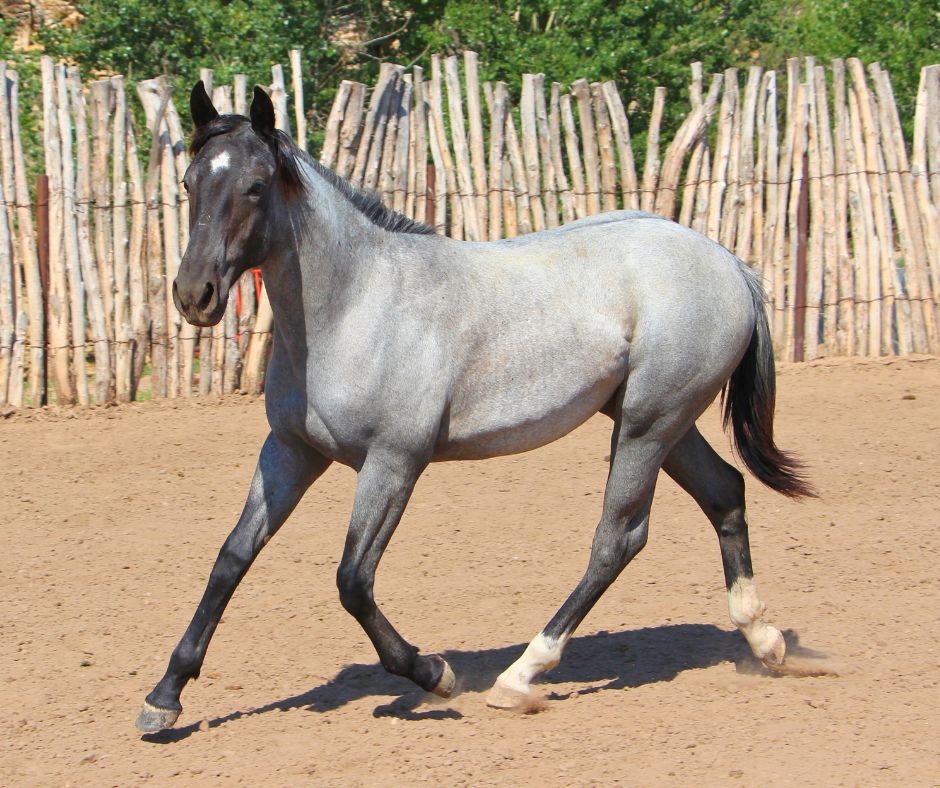 quarter-horse western-paard merrie 3 jaar roan te koop - Foto 3