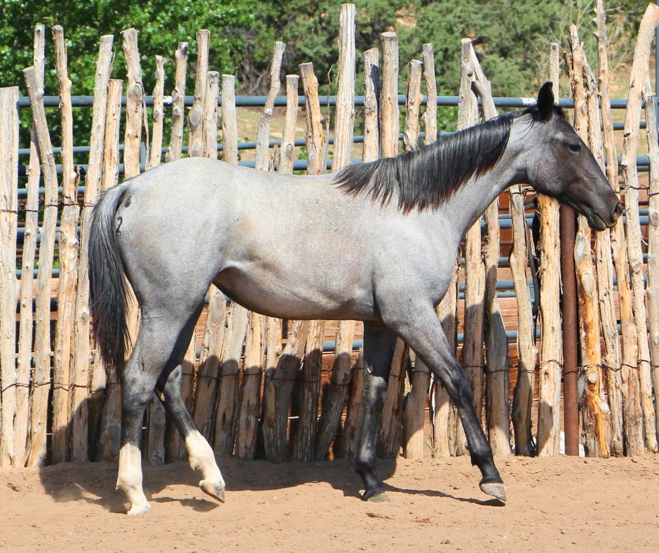 quarter-horse western-paard merrie 3 jaar roan te koop - Foto 4
