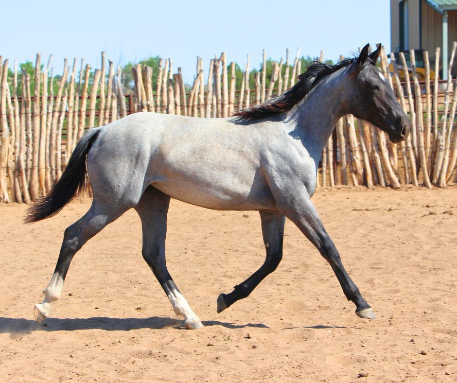 quarter-horse western-paard merrie 3 jaar roan te koop - Foto 5