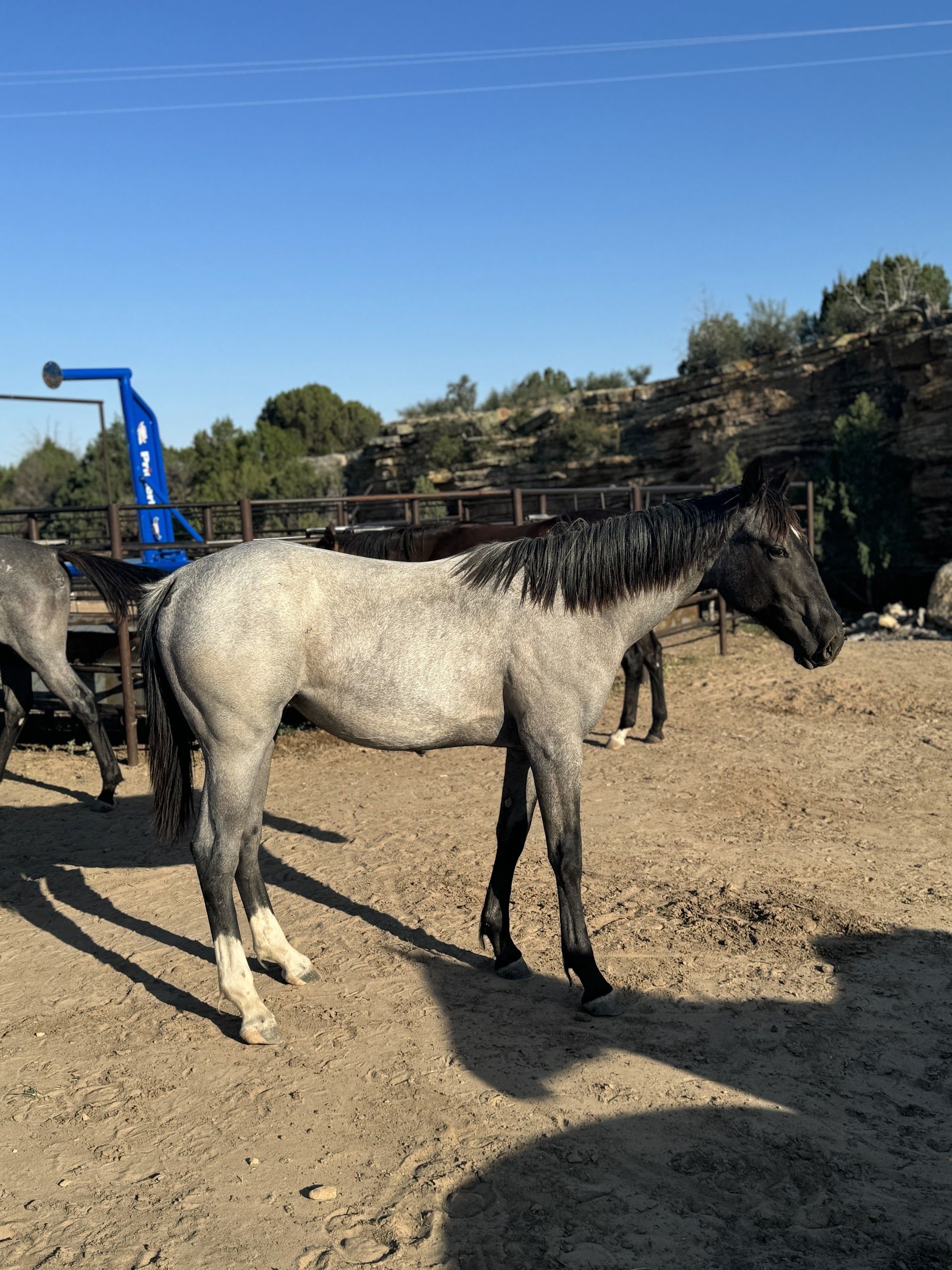 quarter-horse western-paard merrie 3 jaar roan te koop - Foto 6