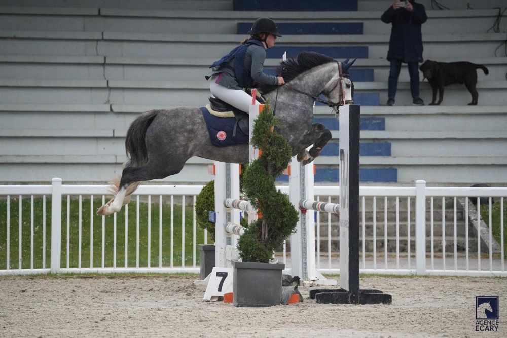 Franse pony springpony Ruin 4 jaar Schimmel te koop - Foto 3