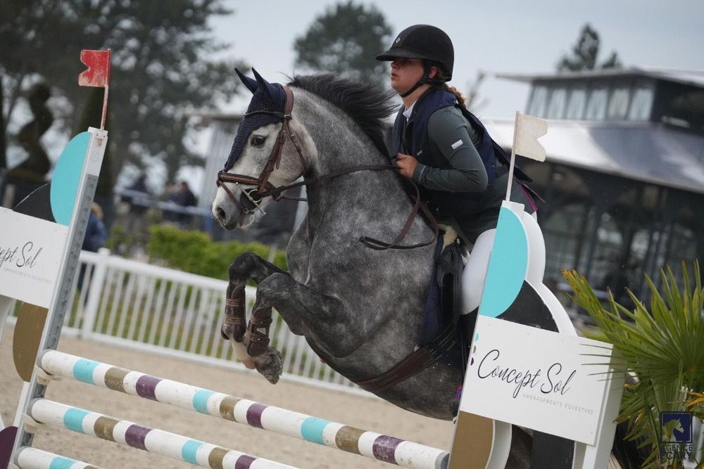 Franse pony springpony Ruin 4 jaar Schimmel te koop - Foto 2