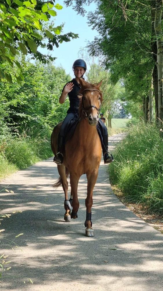 Ander stamboek recreatie paard Ruin 12 jaar Vos te koop - Foto 6