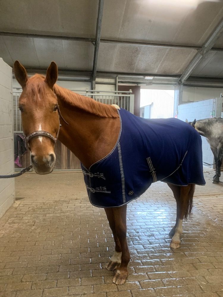 Ander stamboek recreatie paard Ruin 12 jaar Vos te koop - Foto 5