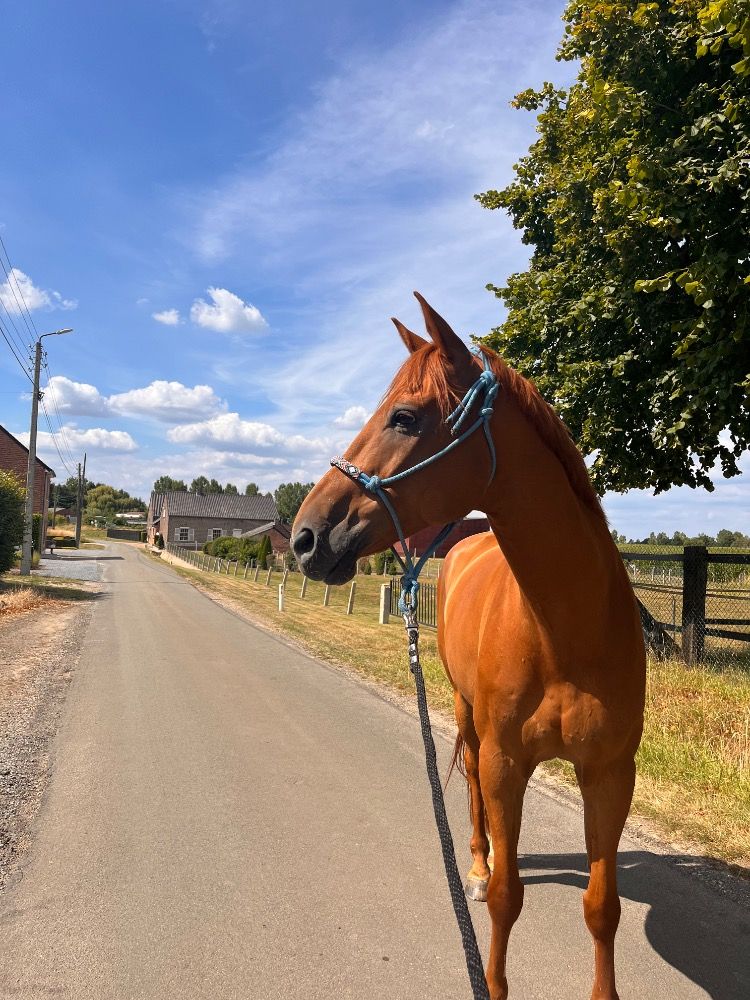 Ander stamboek recreatie paard Ruin 12 jaar Vos te koop - Foto 3