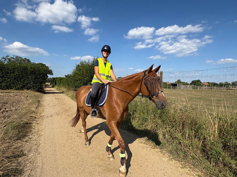 Ander stamboek recreatie paard Ruin 12 jaar Vos te koop - Foto 2