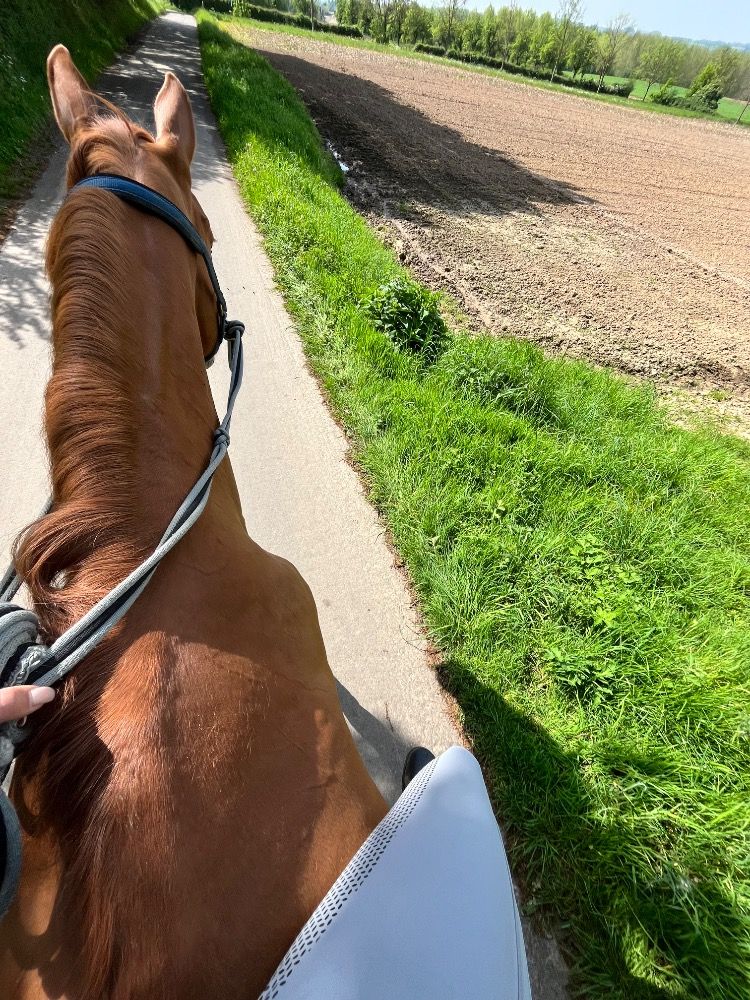 Ander stamboek recreatie paard Ruin 12 jaar Vos te koop - Foto 4