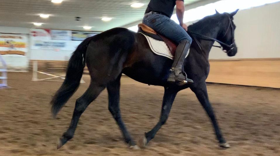 DWB / Hanoverian hunter/jumper gelding 2017 ani Bay de vânzare - Foto 2