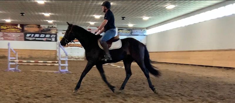 DWB / Hanoverian hunter/jumper gelding 2017 ani Bay de vânzare - Foto 3