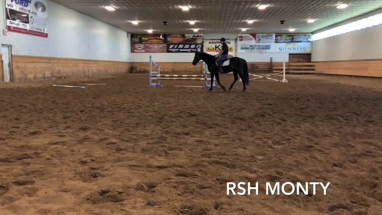 DWB / Hanoverian hunter/jumper gelding 2017 ani Bay de vânzare - Foto 6