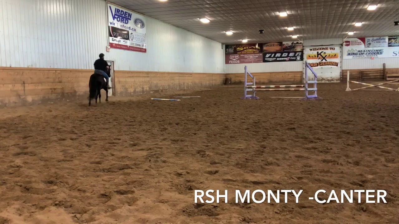 DWB / Hanoverian hunter/jumper gelding 2017 ani Bay de vânzare - Foto 5