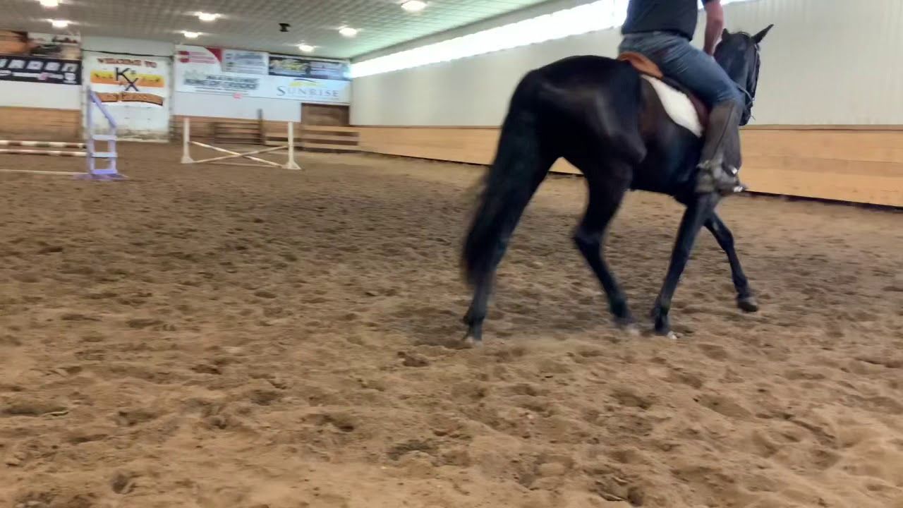 DWB / Hanoverian hunter/jumper gelding 2017 ani Bay de vânzare - Foto 4