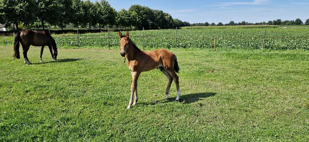 Zangersheide springpaard Hengst te koop - Foto 3