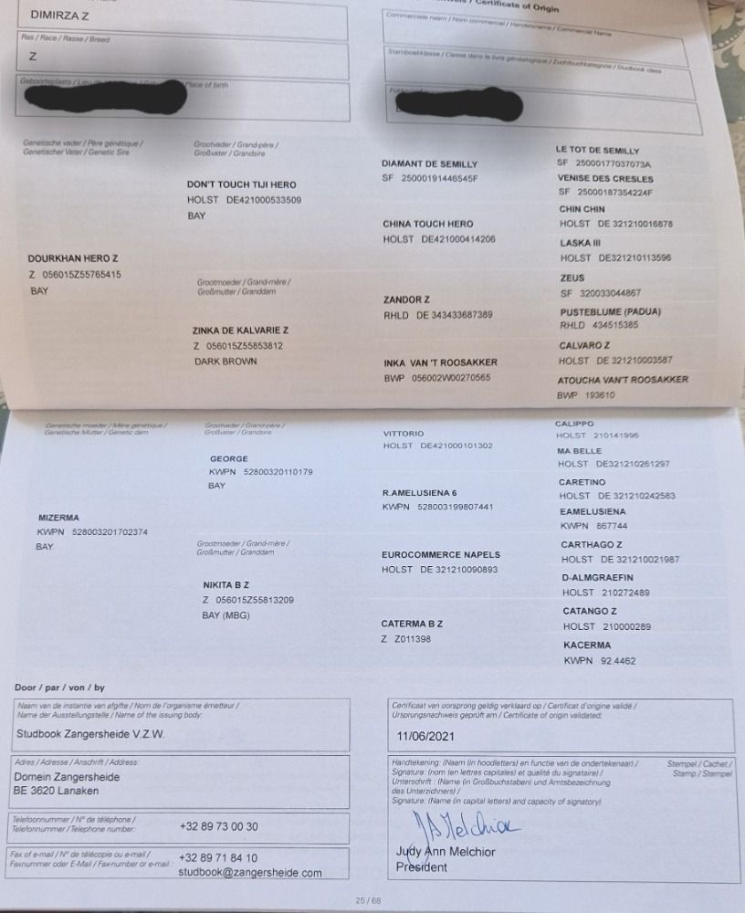 Zangersheide springpaard Hengst te koop - Foto 4