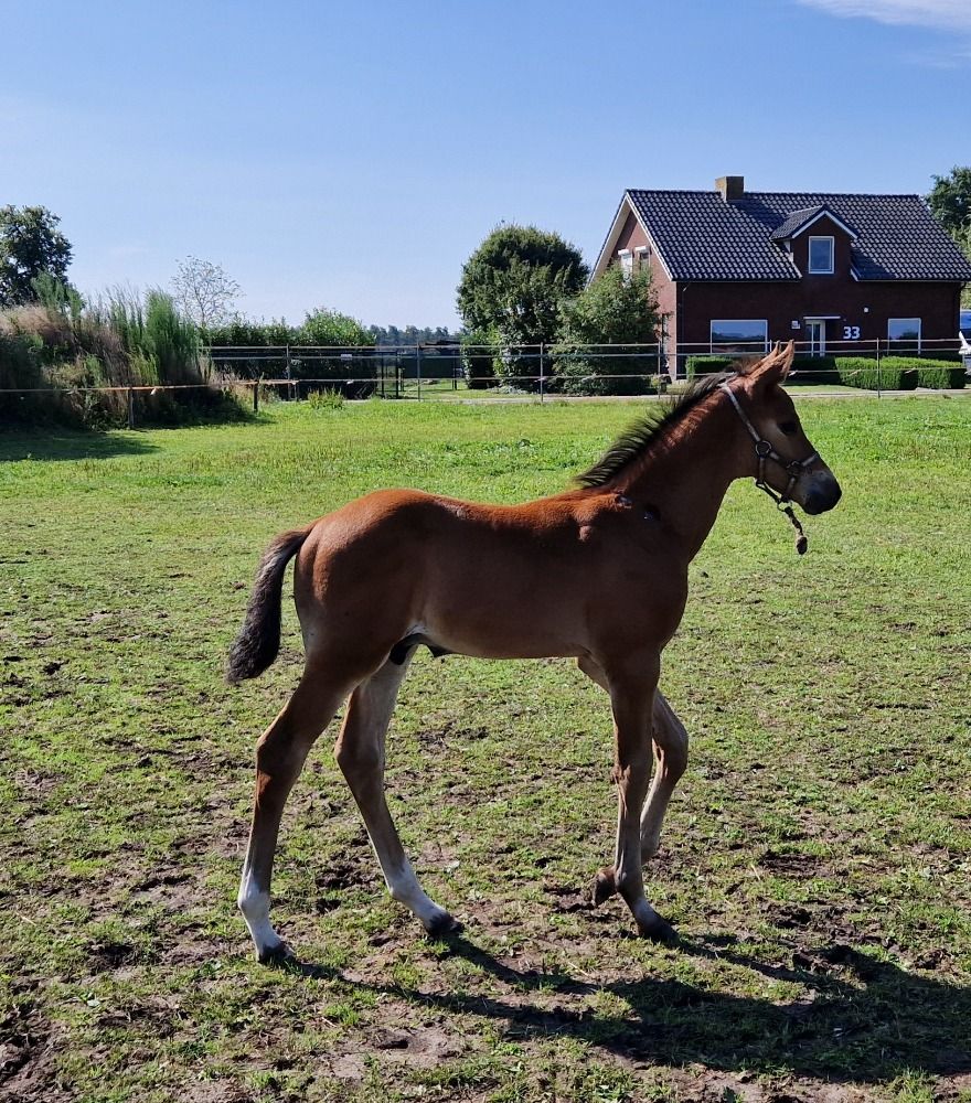 Zangersheide springpaard Hengst te koop - Foto 2