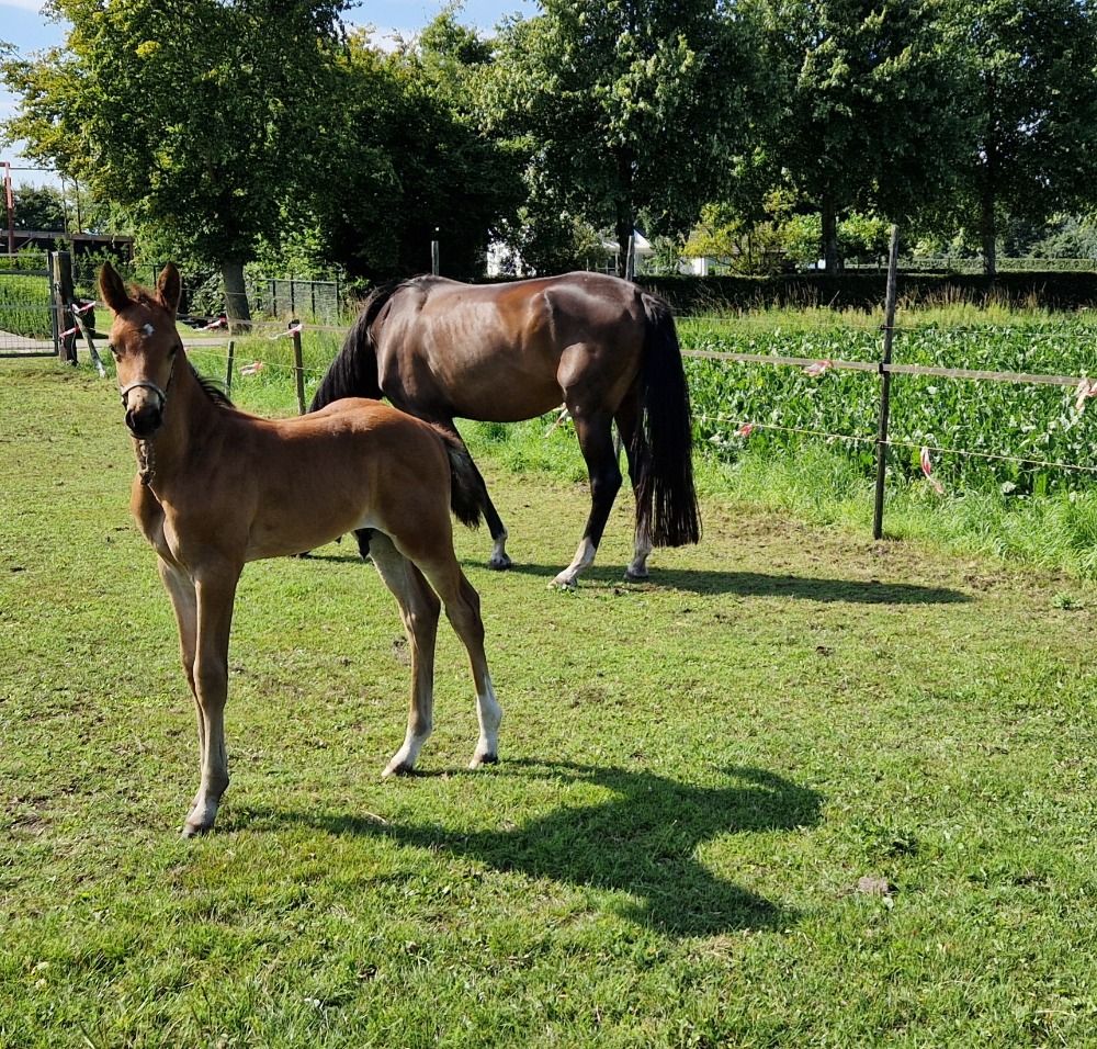 Zangersheide springpaard Hengst te koop - Hoofdfoto