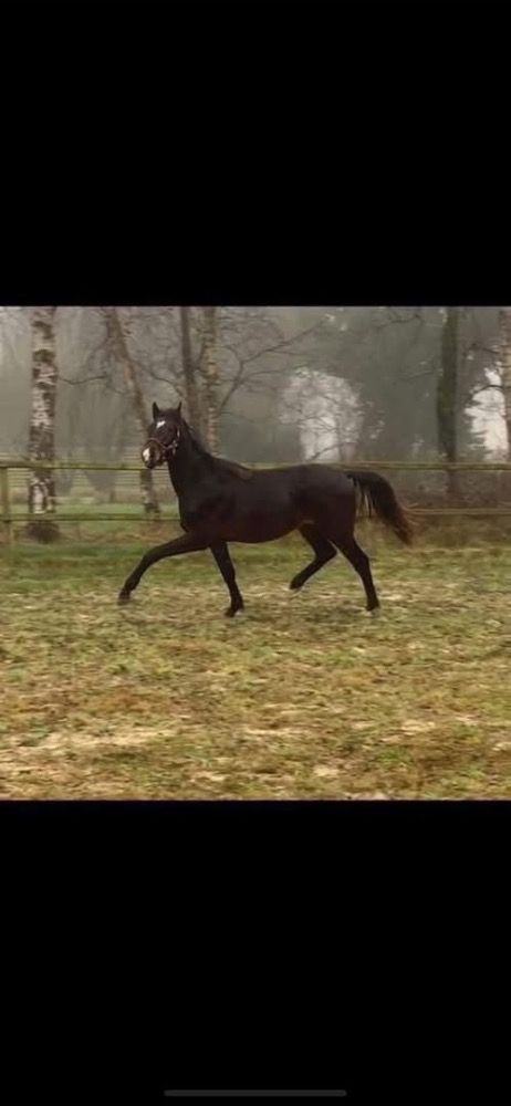 KWPN dressuurpaard Ruin 2 jaar Donkerbruin te koop - Foto 3