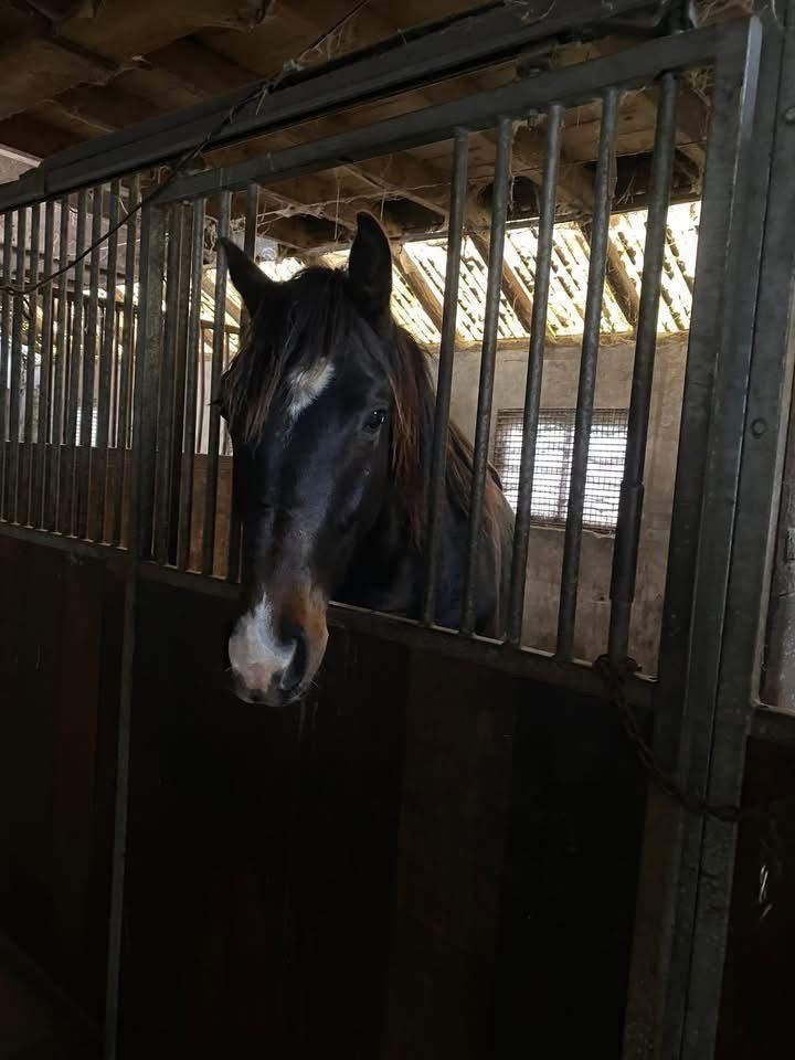KWPN dressuurpaard Ruin 2 jaar Donkerbruin te koop - Foto 2
