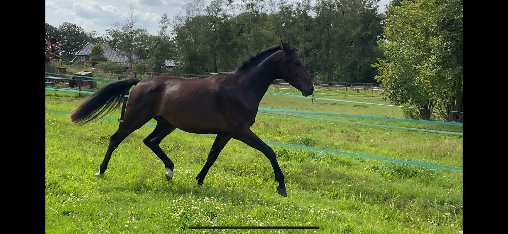 KWPN dressuurpaard Ruin 2 jaar Donkerbruin te koop - Hoofdfoto